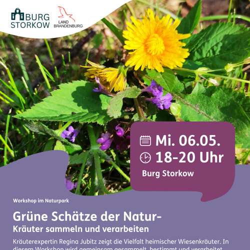 Grüne Schätze der Natur - Kräuter sammeln und verarbeiten